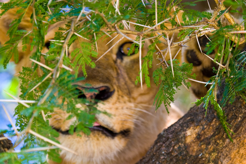 Lion Through Branches